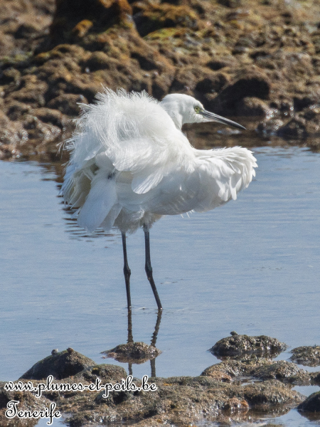 Aigrette garzette